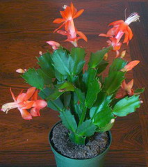 کاکتوس کریسمس